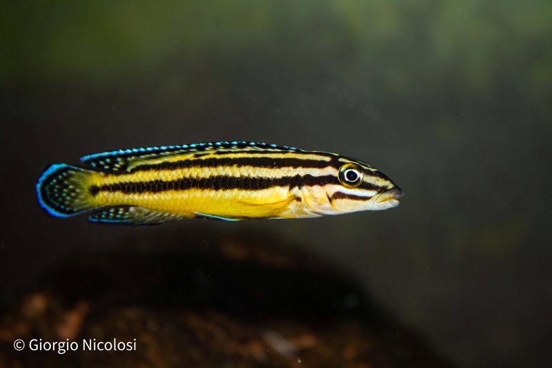 Julidochromis marksmithi 'Kipili'